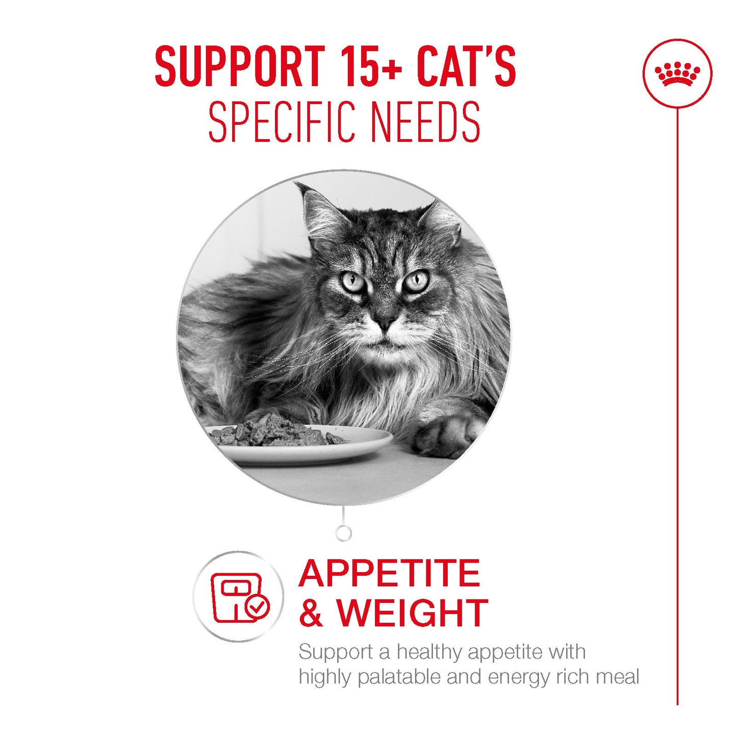 Royal Canin Ageing 15+ Senior Ultra Soft Mousse Can Wet Cat Food