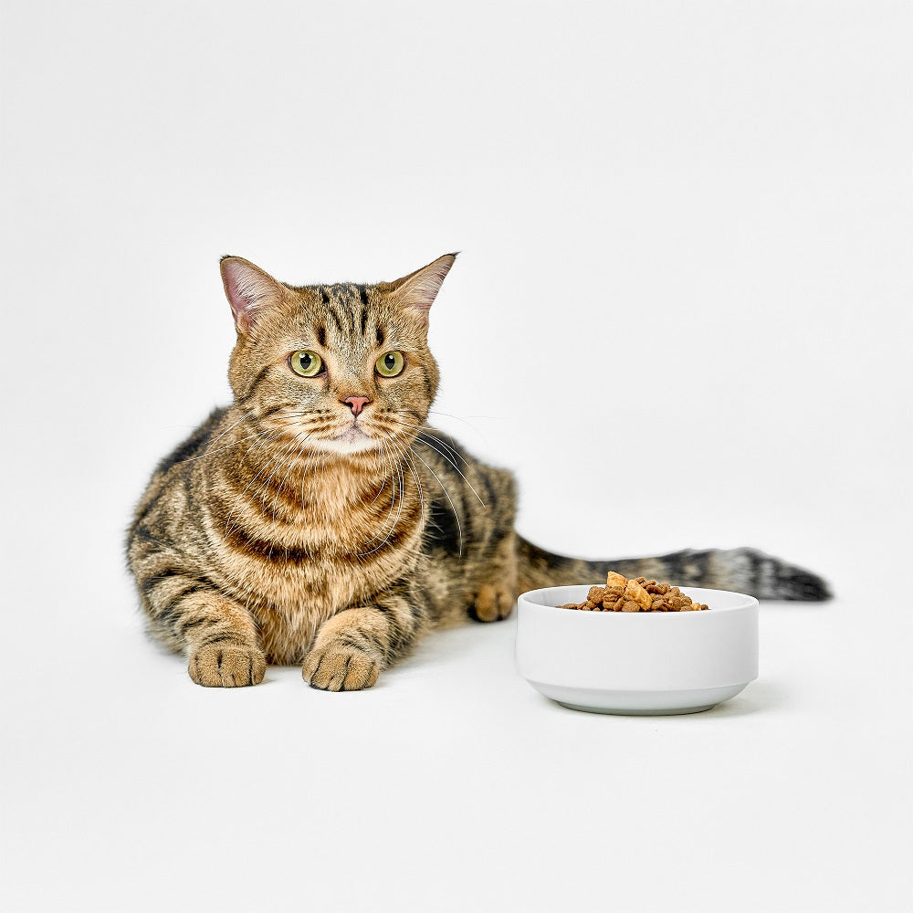 Real Simplicity Grain Free Kibble Farm Raised Chicken Adult Dry Cat Food