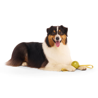 BARK X Harry Potter The Golden Snitch Tug Dog Toy