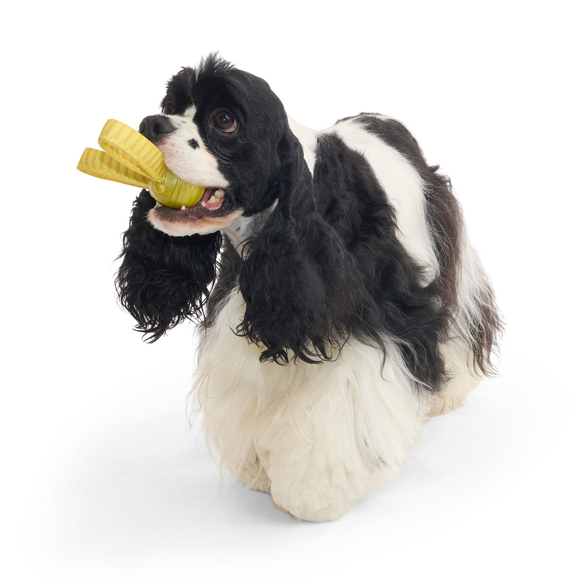 BARK X Harry Potter The Golden Snitch Tug Dog Toy
