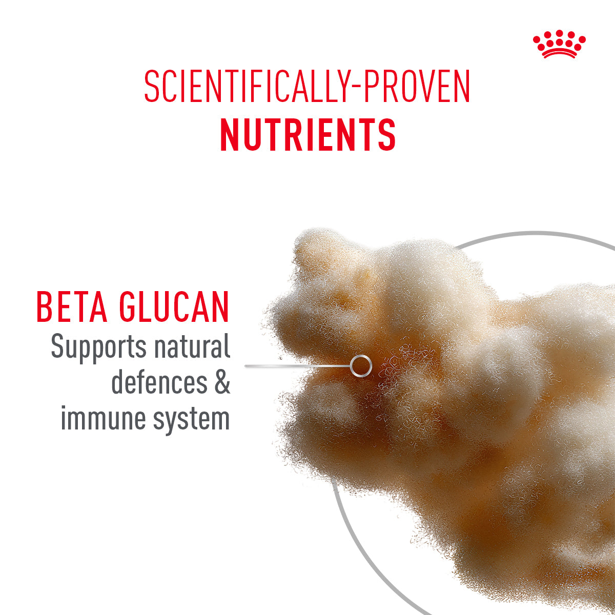 Royal Canin Sensory Kitten Feel Chunks In Gravy