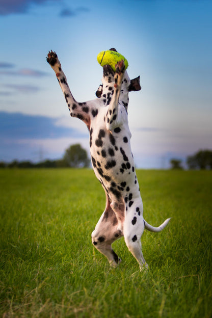 KONG Air Squeaker American Football