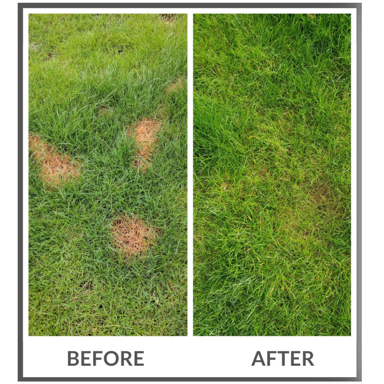 Dog Rocks Lawn Protection