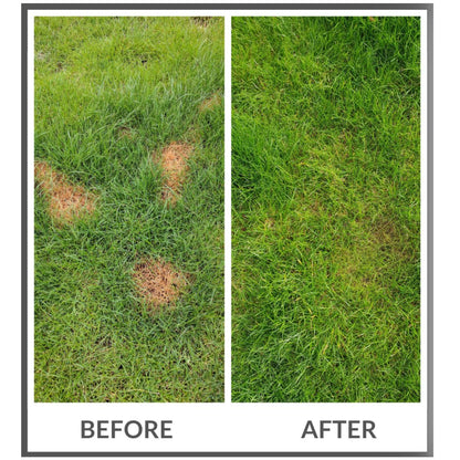 Dog Rocks Lawn Protection