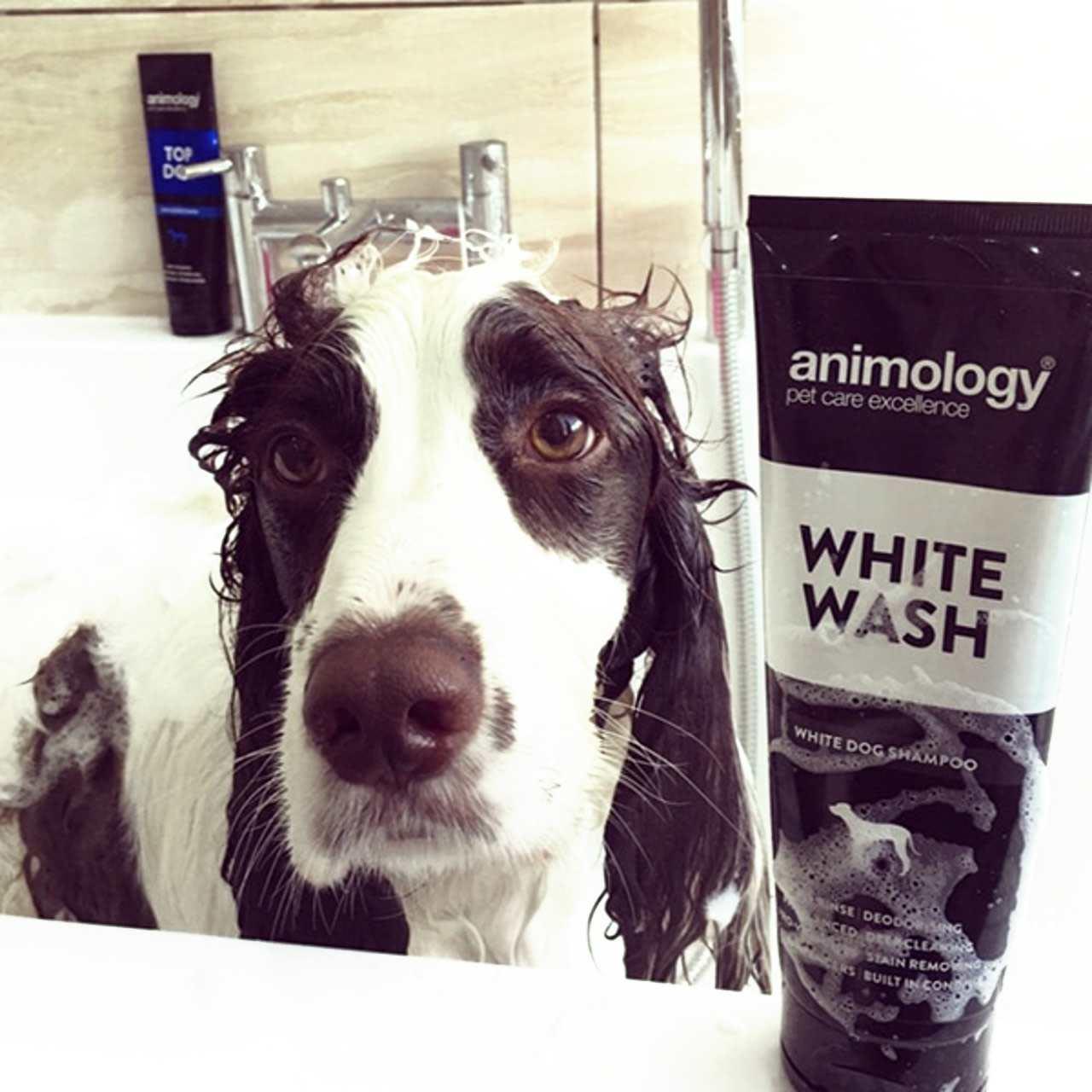 Animology White Wash Dog Shampoo