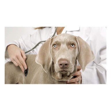 Royal Canin Urinary U/C Low Purine Dry Dog Food (UUC 18)