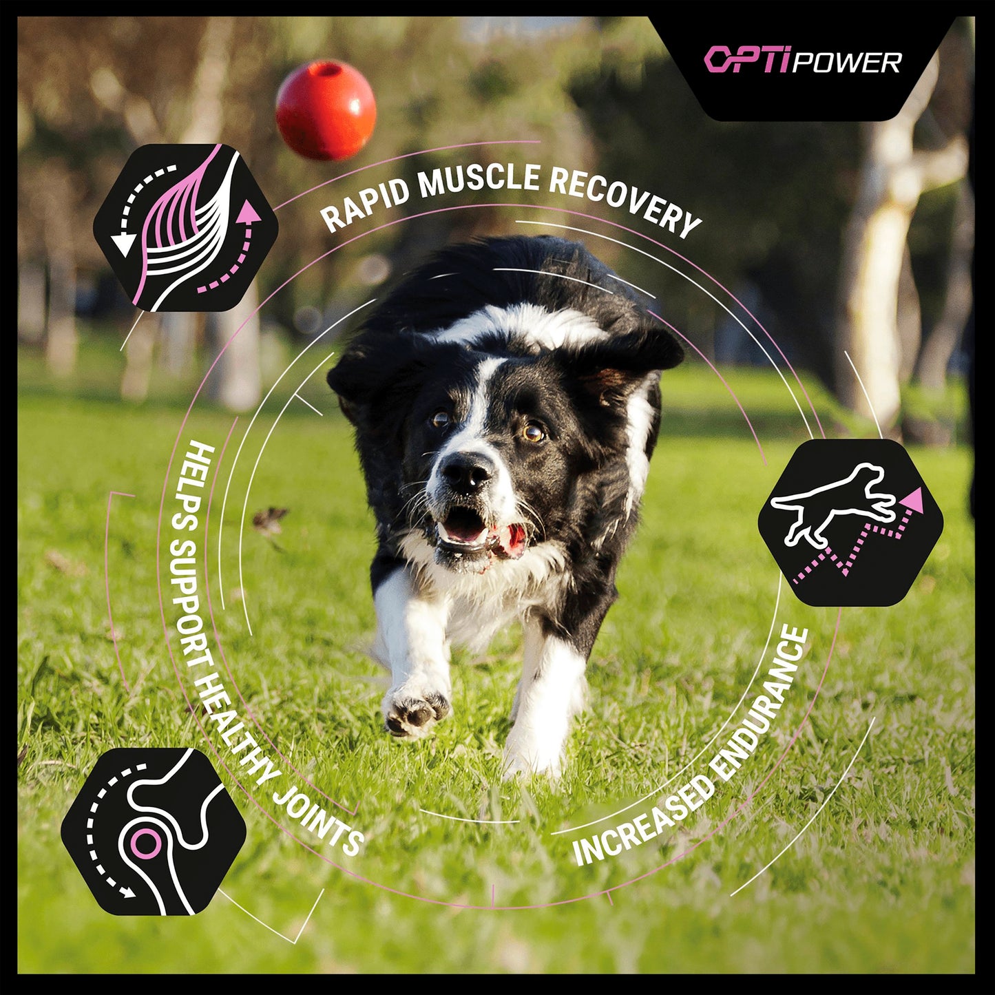 Purina Pro Plan Opti Power Performance Adult Dry Dog Food - Chicken