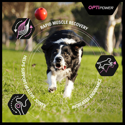 Purina Pro Plan Opti Power Performance Adult Dry Dog Food - Chicken