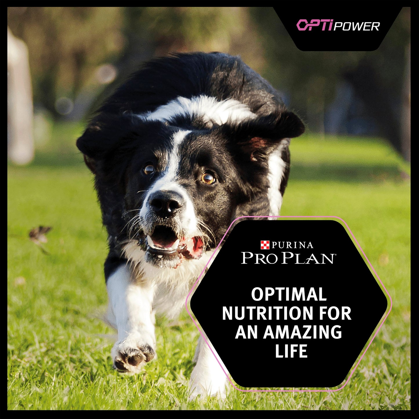Purina Pro Plan Opti Power Performance Adult Dry Dog Food - Chicken