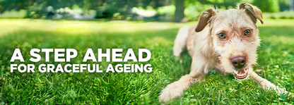 Hill`s Science Plan Canine 7+ Youthful Vitality Medium