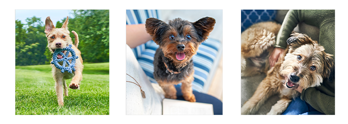 Hill`s Science Plan Canine 7+ Youthful Vitality Medium