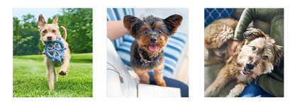 Hill`s Science Plan Canine 7+ Youthful Vitality Medium