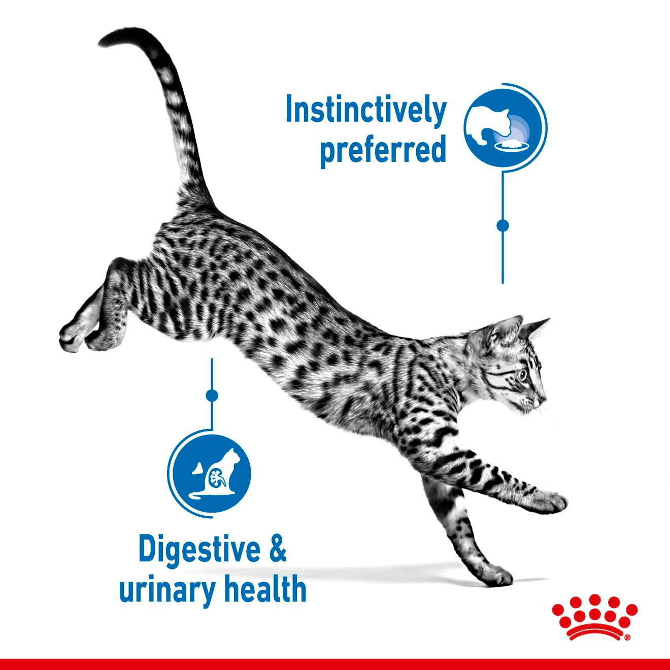 Royal Canin Indoor Adult Sterilised Cat Wet Food - Jelly
