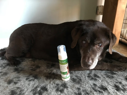 Aqueos Quick Wash Anti-Bacterial No Rinse Dog Shampoo