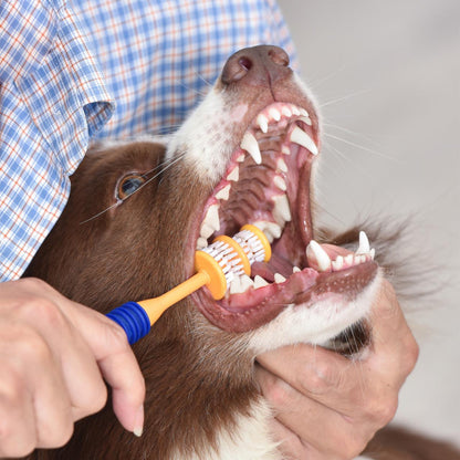 Arm & Hammer Fresh Coconut Dental Kit Dog