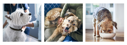 Hill's Science Plan Adult Medium Sensitive Stomach & Skin Chicken Dog Food