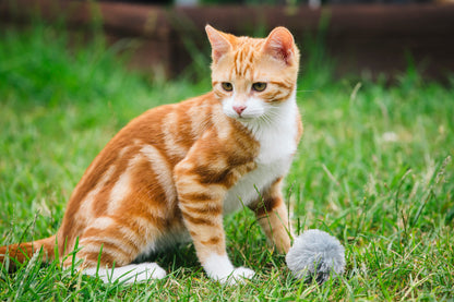 Little Petface Pom Pom Cat & Kitten Toys