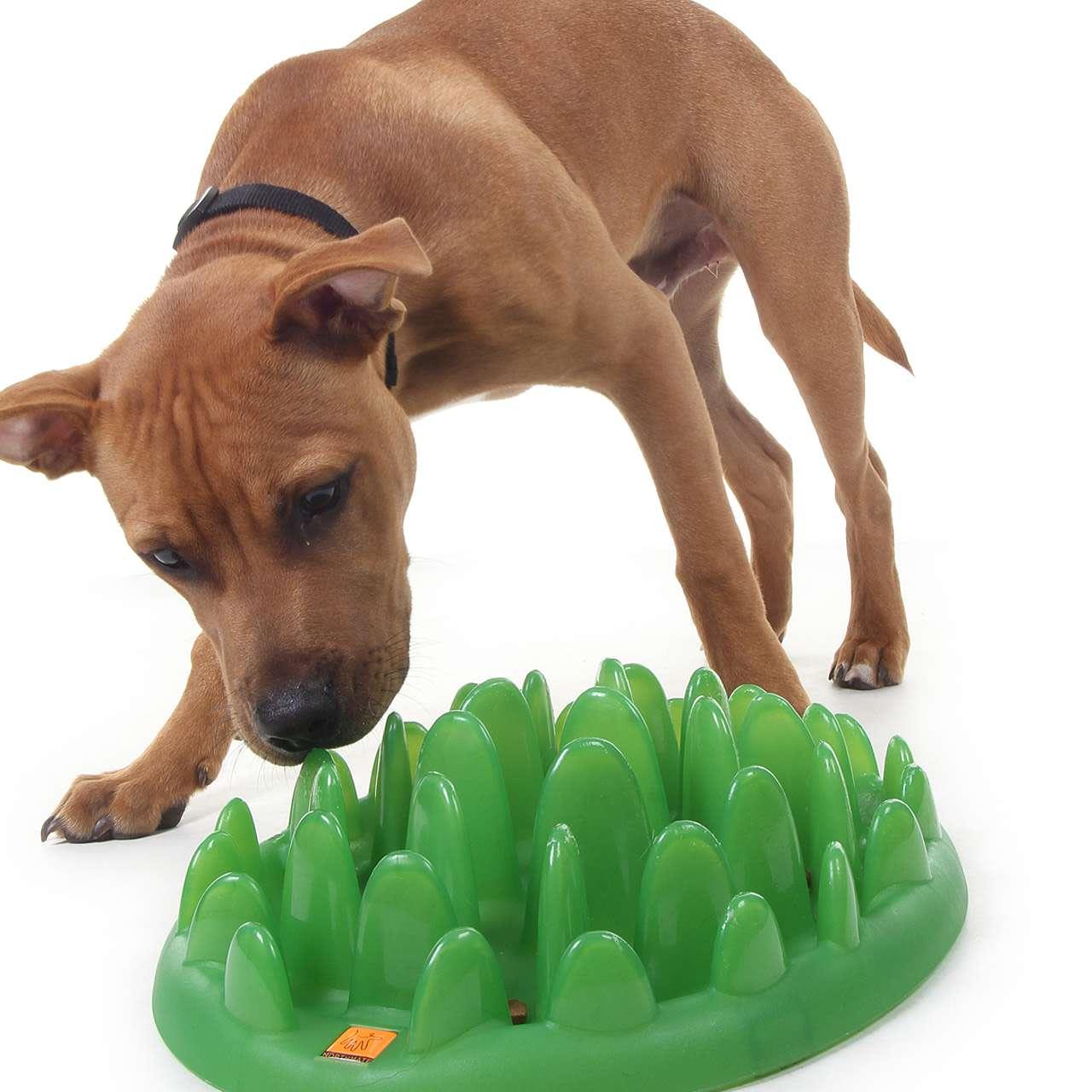 Northmate Green Slow Dog Feeder
