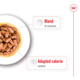 Royal Canin Mini Ageing 12+ Senior In Gravy Wet Dog Food
