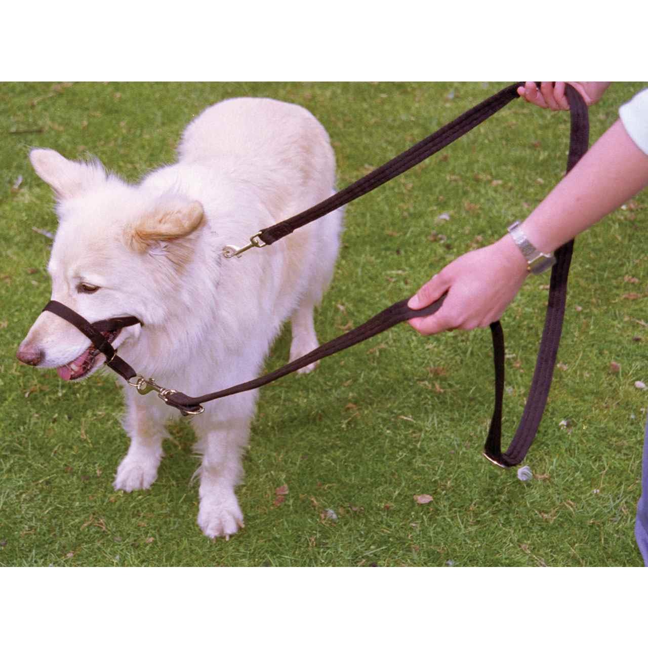 Halti Training Dog Lead in Black Small – Pet Supermarket