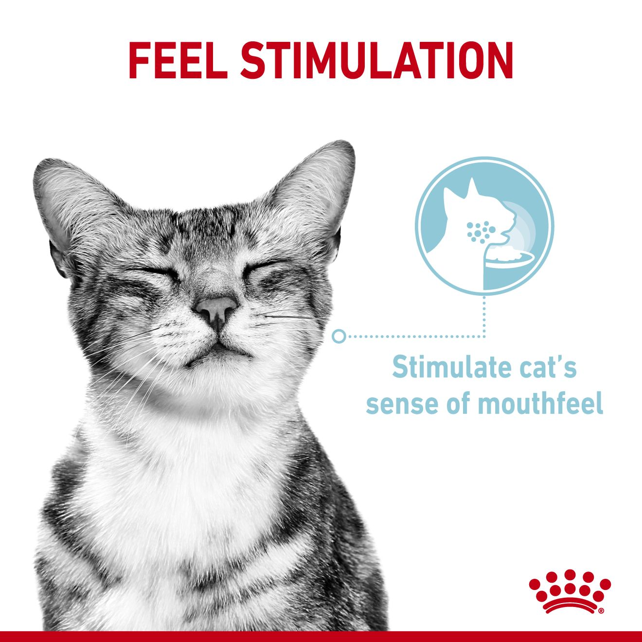 Royal Canin Sensory Feel Wet Cat Food in Jelly