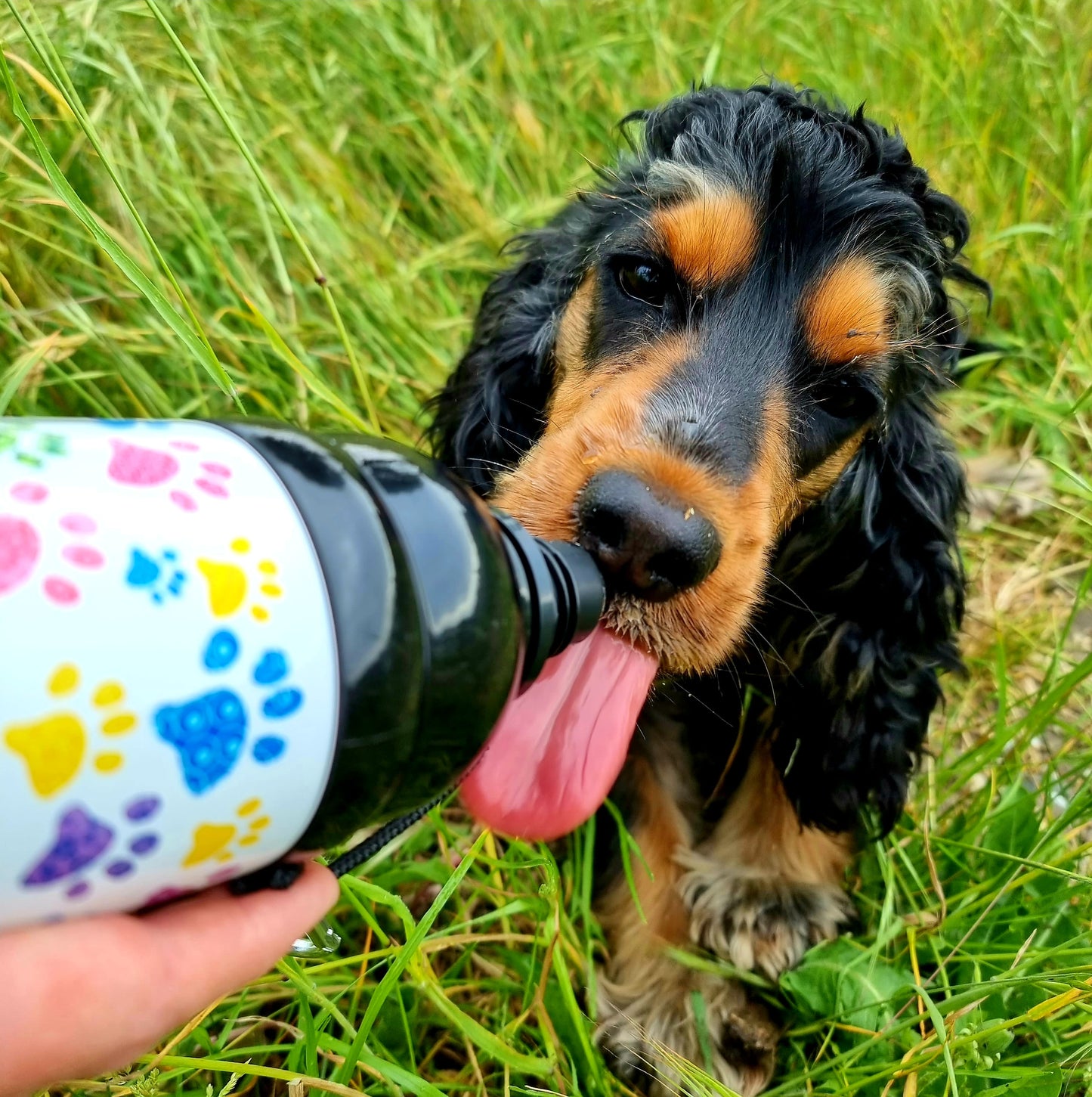 Long Paws Lick 'n Flow Stainless Steel Dog Water Bottle