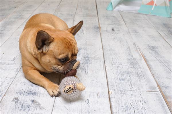 Ministry of Pets Kevin the Kiwi Bird 2 in 1 Squeaker Dog Toy