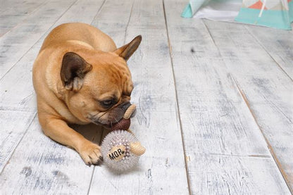 Ministry of Pets Kevin the Kiwi Bird 2 in 1 Squeaker Dog Toy