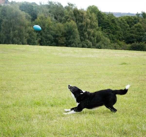 Foaber Kick Foam Rubber Ball Dog Toy