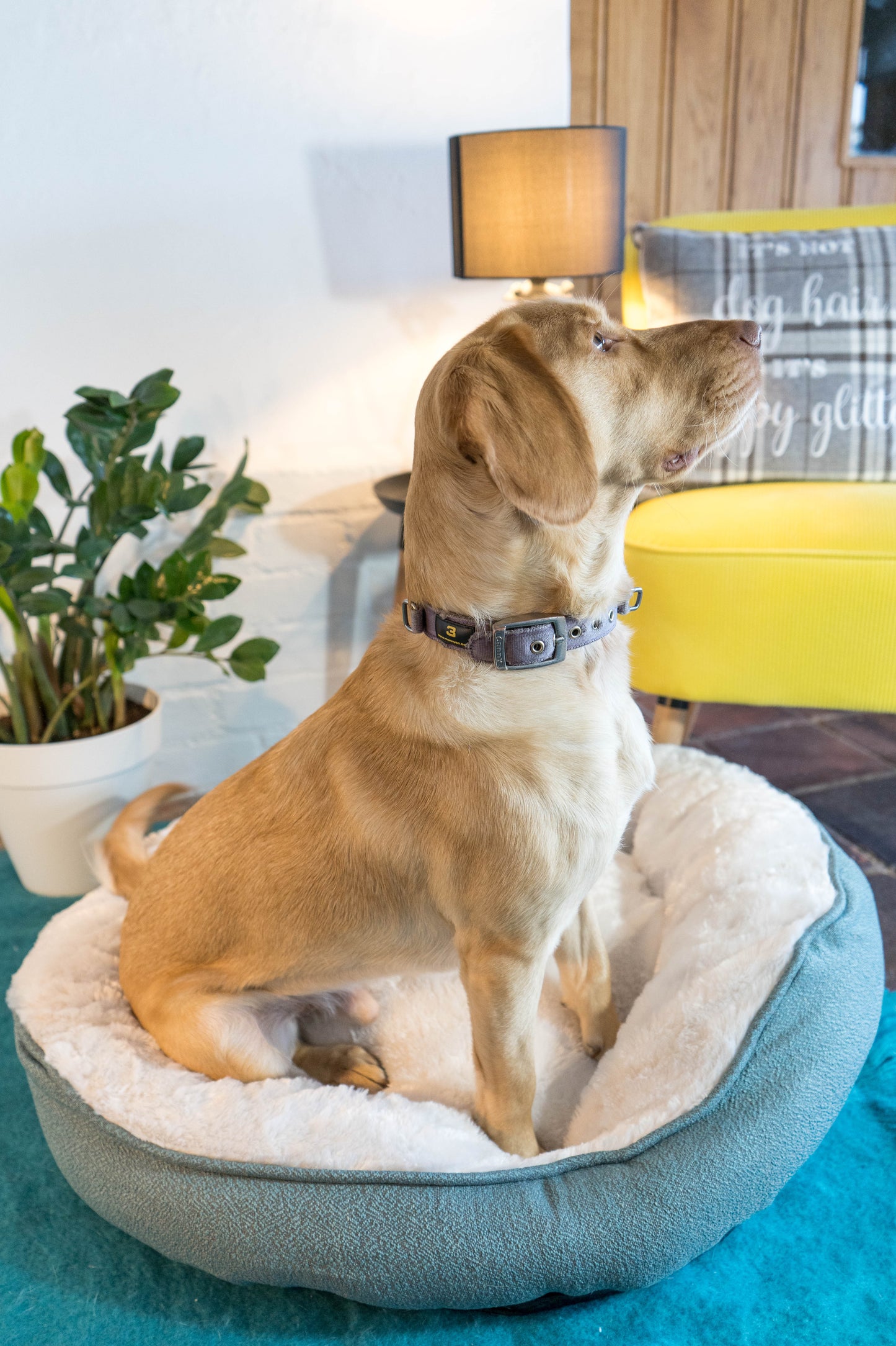 Dream Paws High-Side Grey Dog Bed