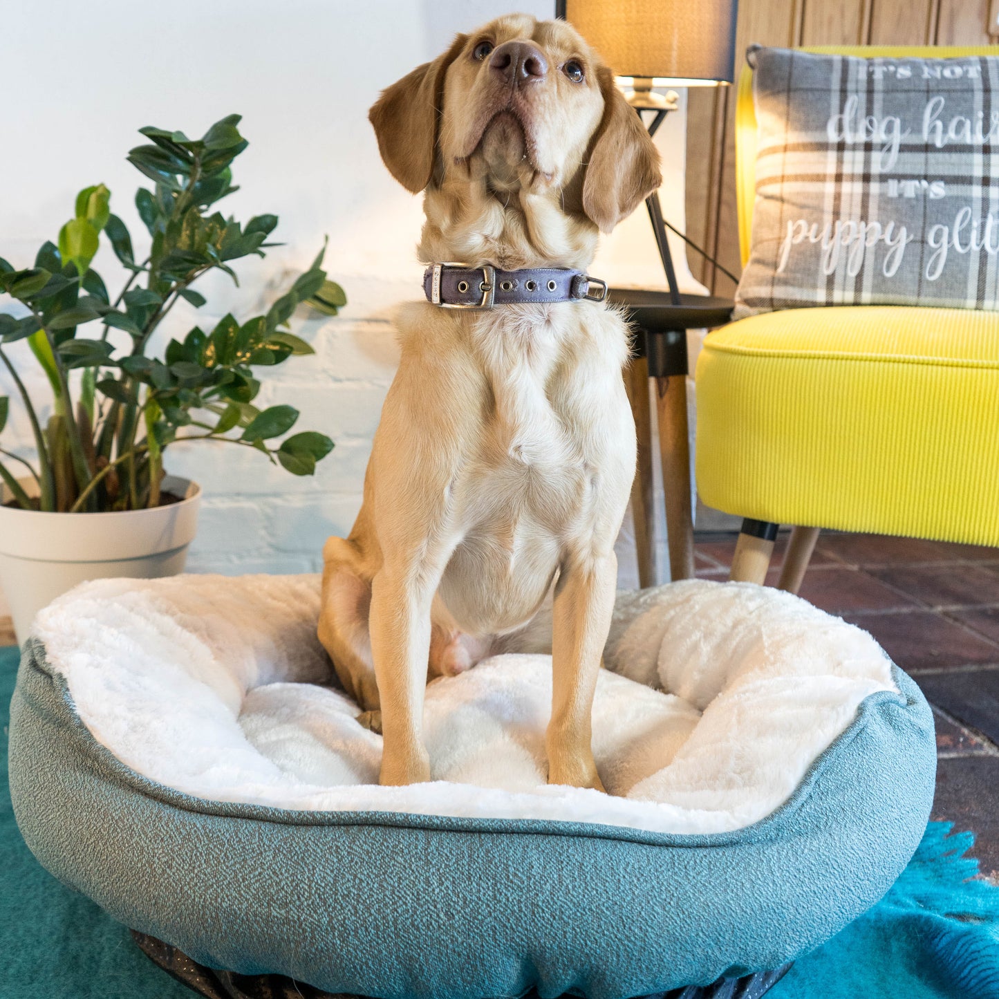 Dream Paws High-Side Grey Dog Bed