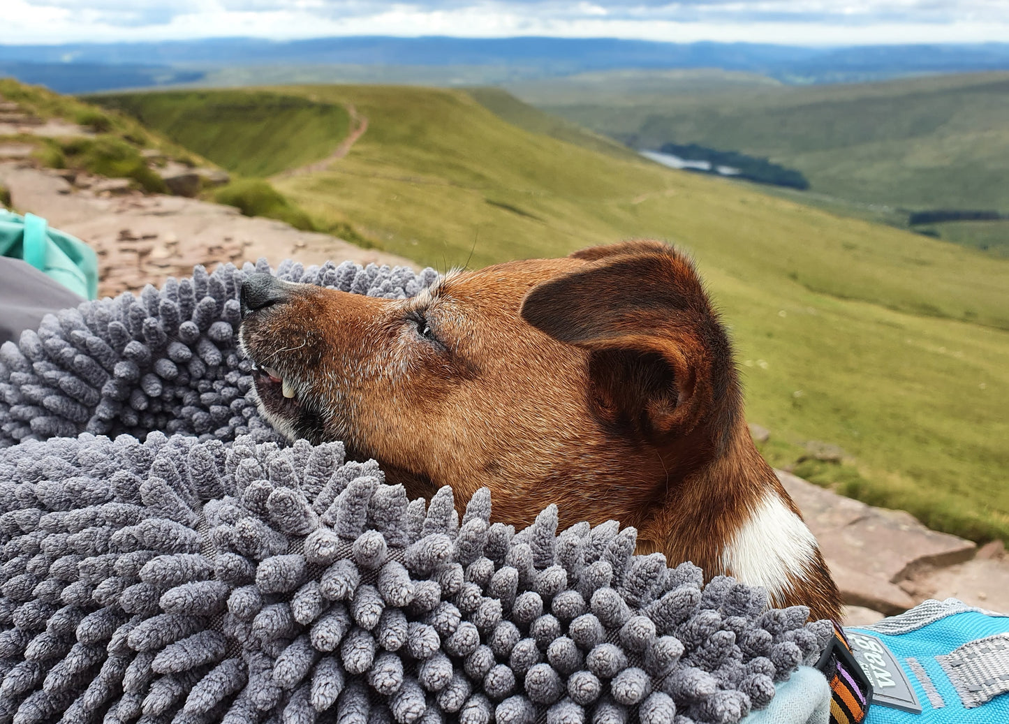 Henry Wag Noodle Glove Towel 80 X 35cm