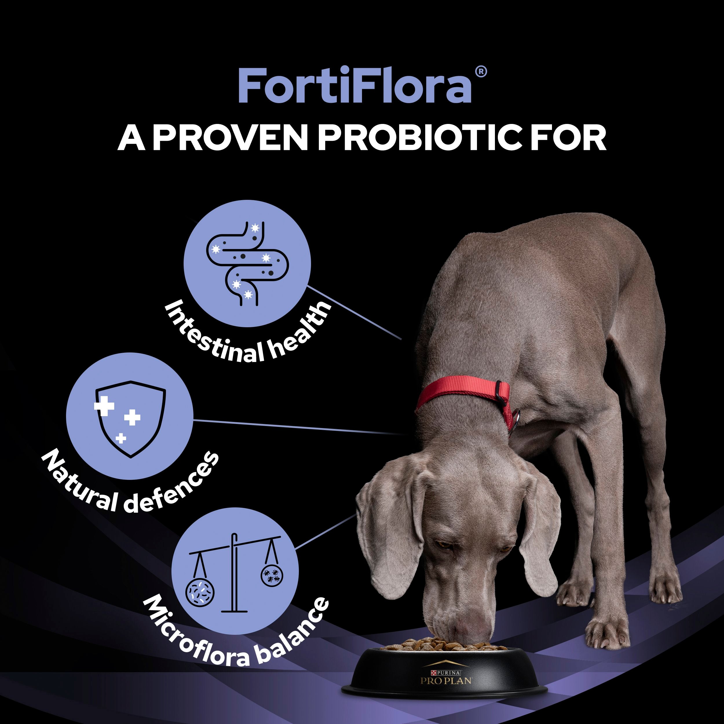 Purina Pro Plan FortiFlora Dog Probiotic Sachet – Pet Supermarket