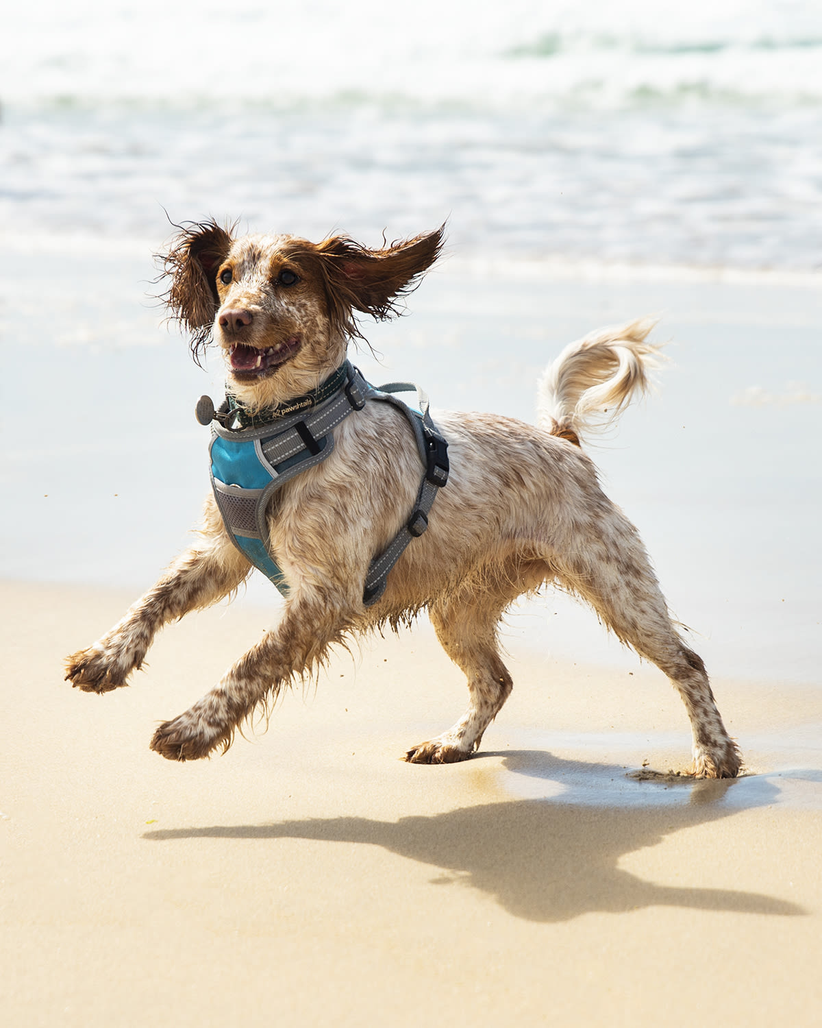 Henry Wag Blue/Grey Dog Travel Harness