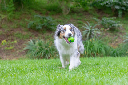 Chuckit! Sniff Fetch Ball Peanut Butter Medium Green Ball Dog Toy