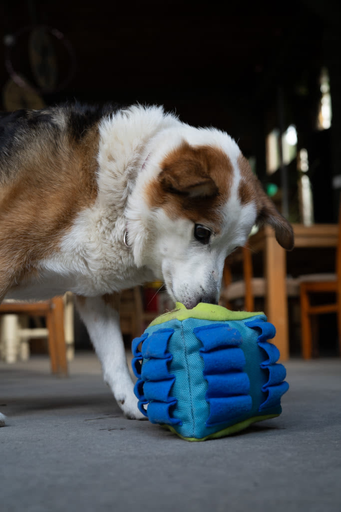 Petface Fabric Snuffle Triangle Pet Treat Puzzle Toy
