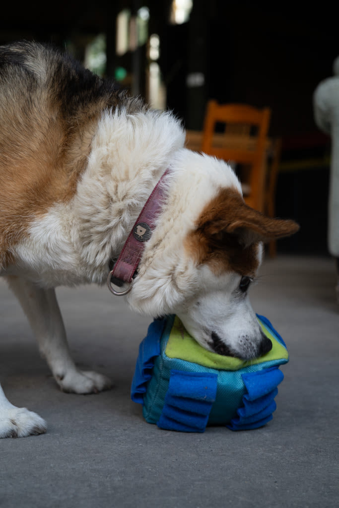 Petface Fabric Snuffle Triangle Pet Treat Puzzle Toy