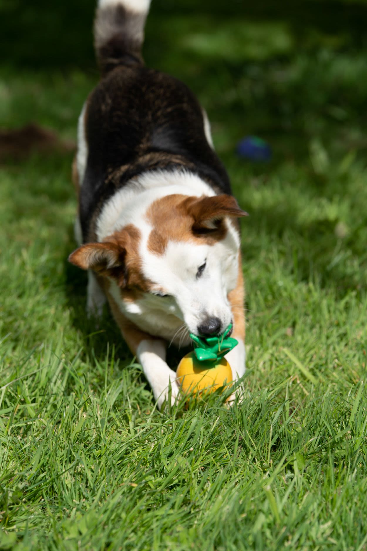 Petface Greenfingers Latex Perry Yellow Pineapple Dog Toy