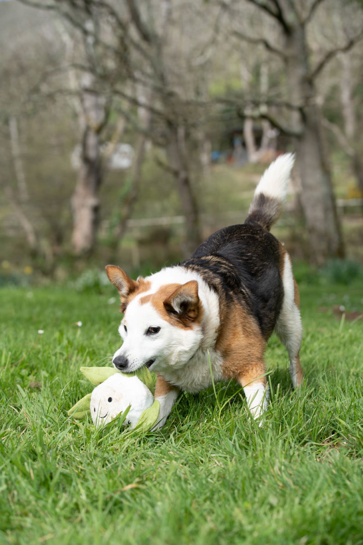 Petface Greenfingers Fluffy Callie Cauliflower White & Green Plush Dog Toy