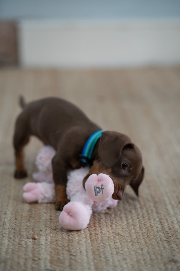 Petface Little Peony Pig Pink Plush Small Dog Toy