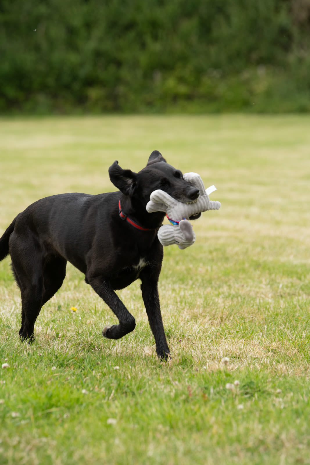 Petface Little Fun Freddi Cord Grey Plush Small Dog Toy