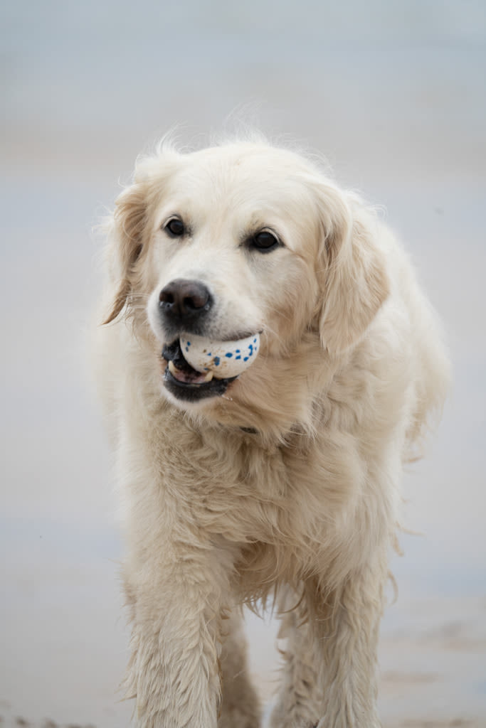 Petface Outdoor Paws Mighty White & Blue Ball Large Dog Toy