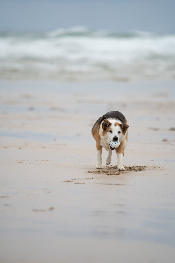 Petface Outdoor Paws Mighty White & Blue Ball Large Dog Toy