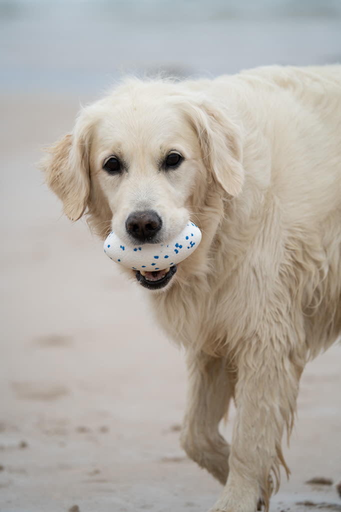 Petface Outdoor Paws Mighty White & Blue Rugby Ball Dog Toy
