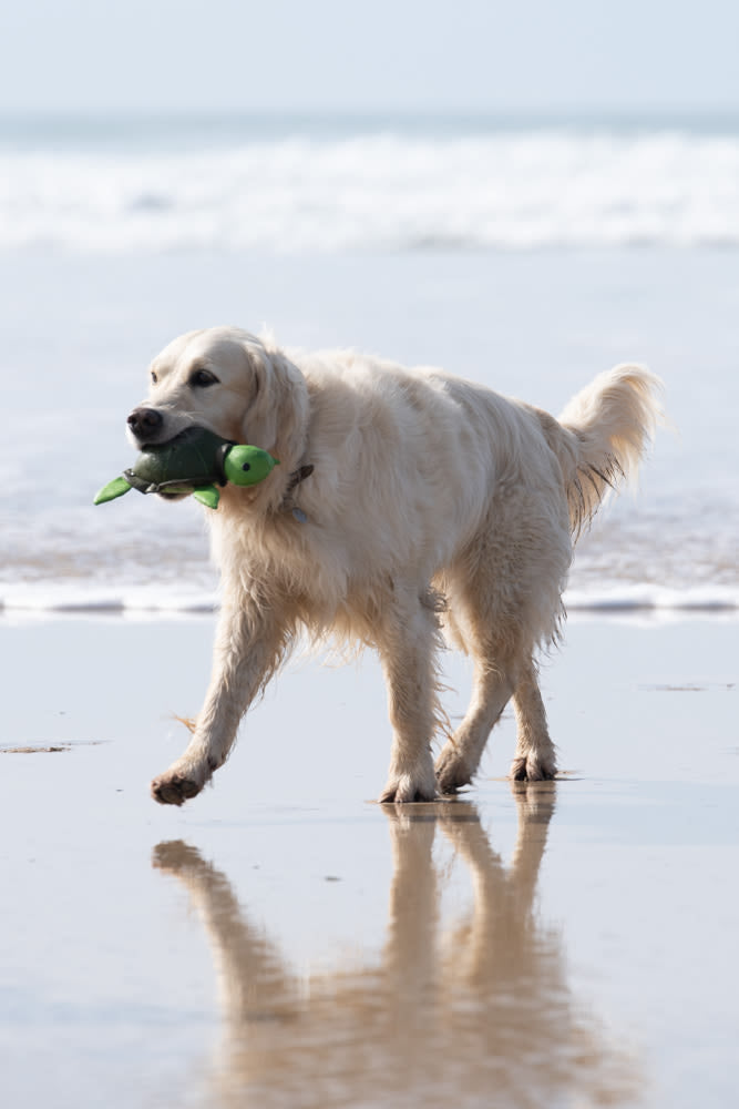 Petface Planet Tessi Turtle Plush Green Dog Toy