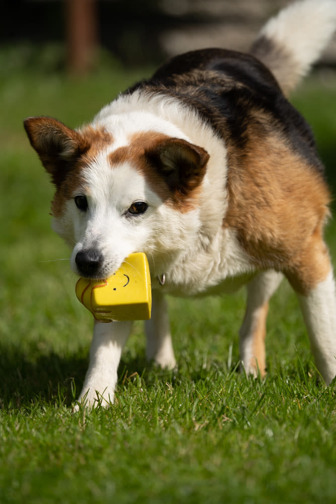 Petface Fondant Fancy Latex Yellow Dog Toy