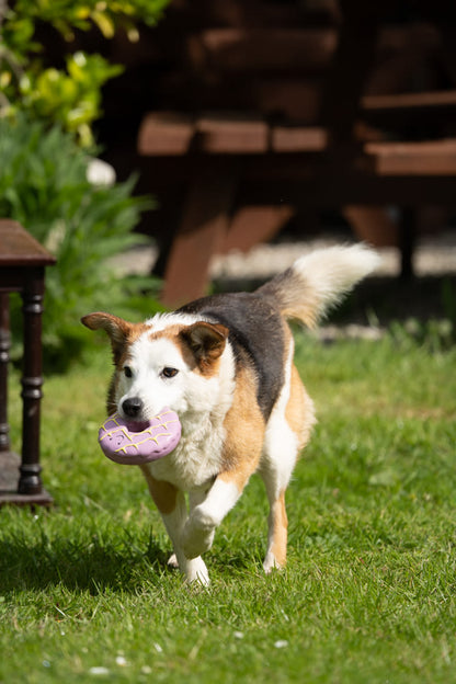 Petface Iced Ring Biscuit Latex Violet Dog Toy