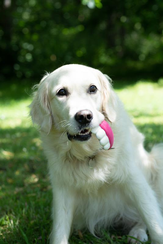 Petface Pearly White The Teeth Sweet Latex White Dog Toy