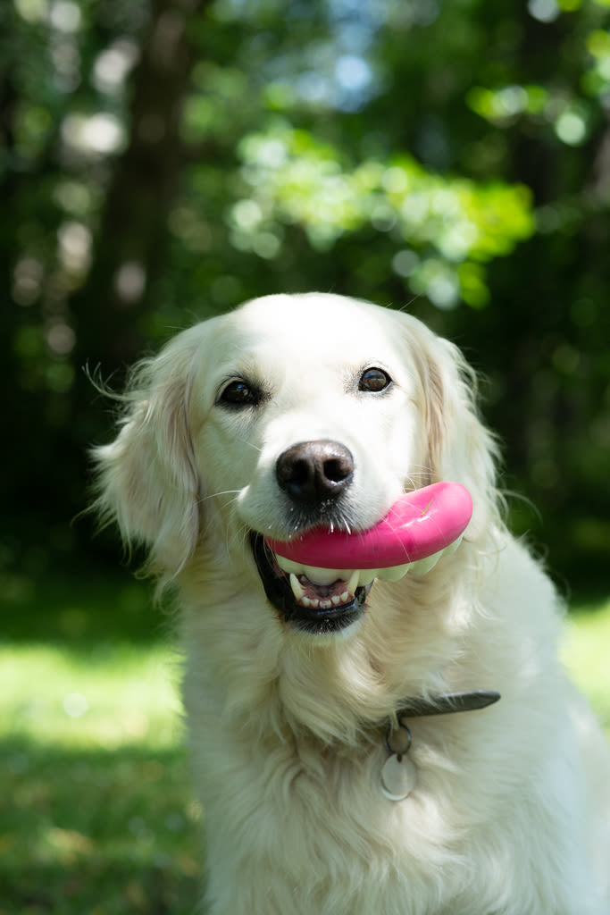 Petface Pearly White The Teeth Sweet Latex White Dog Toy