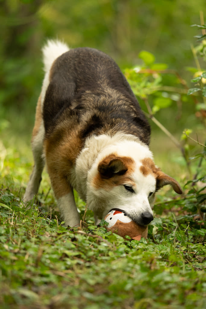 Petface Round Owl Plush Ball Brown Dog Toy